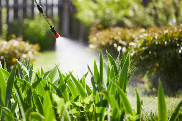 24/7 Emergency Termite Control experts in Tucson, AZ